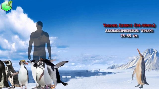 Comparison Size Of Penguins