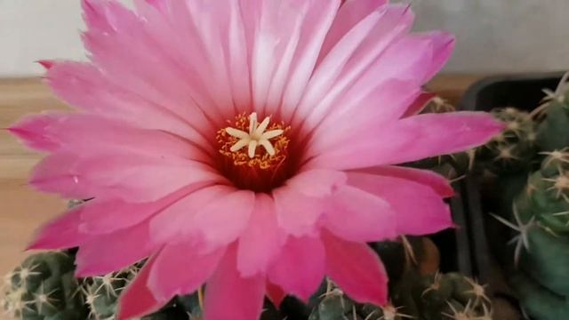 Coryphantha Elephantidens - Cactus Flower - Cacti - Kaktüs - Kaktüs çiçeği - Muhteşem Kokulu çiçek