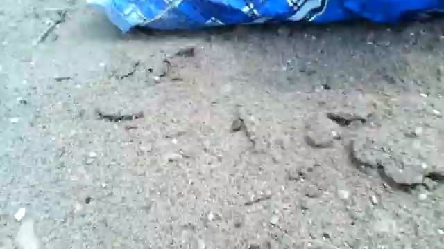 Осиная нора смотреть онлайн