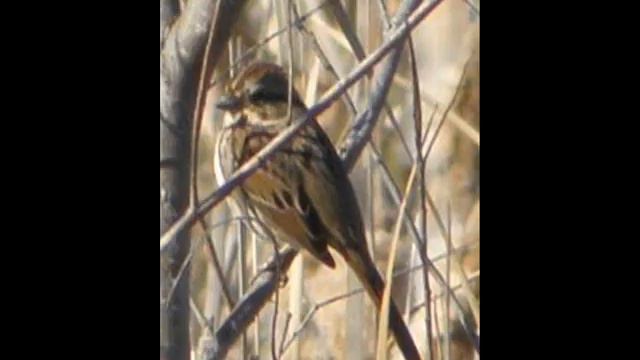 Birds I Saw смотреть онлайн