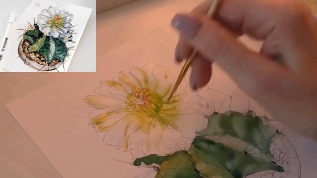 Рисуем цветок кактуса акварелью. Скетч смотреть онлайн