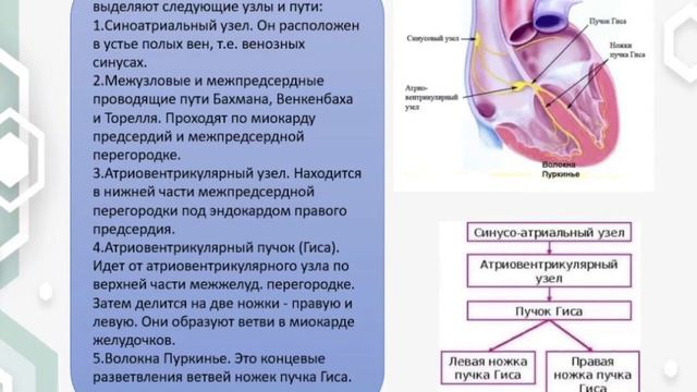 Проводящая система сердца смотреть онлайн