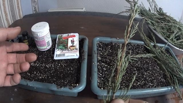 Сроки "ХРАНЕНИЯ" черенков хвойных декоративных растений. смотреть онлайн