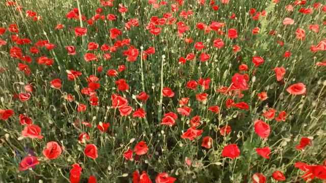 Музыка расслабляет нервную систему, улучшает память 🌿 Сергей Грищук музыка #187 смотреть онлайн
