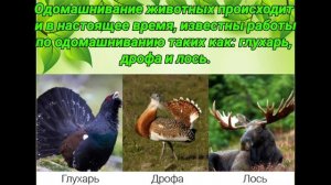 Проект по биологии на тему «Влияние человека на животных».