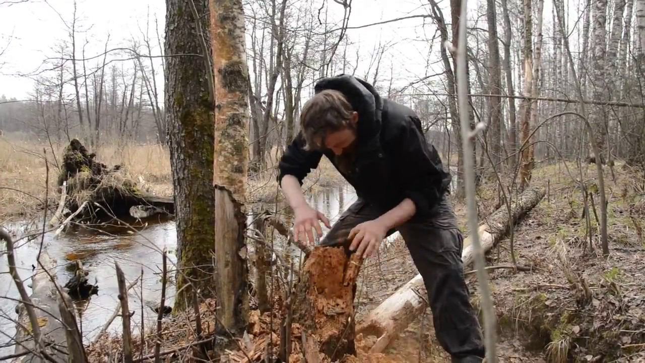 Разрываю пень на части. Система Спецназ в действии. КукуруЗо. смотреть онлайн