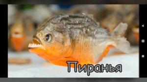 ЖИВОТНЫЕ  ЮЖНОЙ АМЕРИКИ