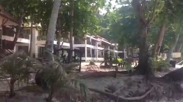 Вот так на пальму за кокосом смотреть онлайн