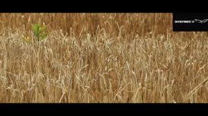 Комбайнёры (Белорусская кавер-версия гр.Эксперимент-12)