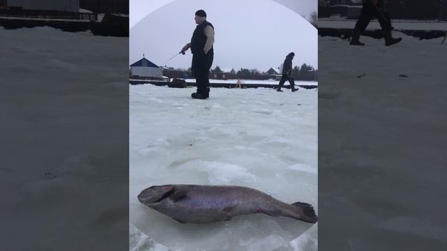 Итоги сегодняшней рыбалки в Симбухово !!! смотреть онлайн