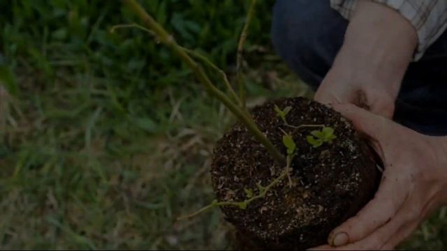 ГОЛУБИКА ГОЛУБАЯ РОССЫПЬ - СРЕДНЕСПЕЛЫЙ УСТОЙЧИВЫЙ К БОЛЕЗНЯМ И ВРЕДИТЕЛЯМ МОРОЗОСТОЙКИЙ СОРТ смотреть онлайн