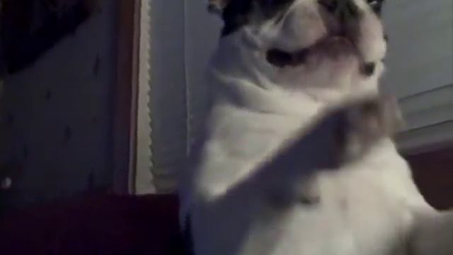 Хочу смеяться пять 5 минут! Бостон-версия смотреть онлайн