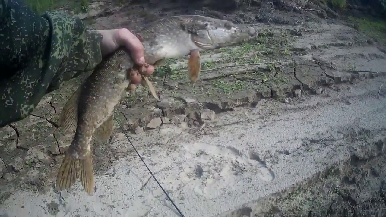 Июльский выезд за щукой на реку Тавда. #NIK_72 смотреть онлайн