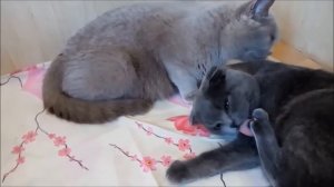 РОДЫ БРИТАНСКОЙ КОШКИ I БРИТАНСКИЕ И ШОТЛАНДСКИЕ КОШКИ I КОТЯТА РОДЫ МОЕЙ ДЕВОЧКИ ЛИ ЛУ