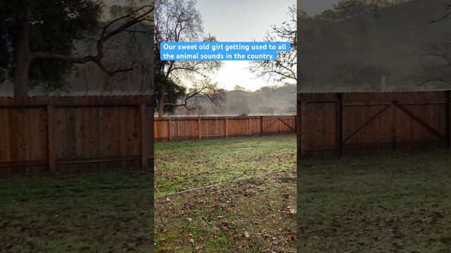 Senior Border Collie Dog Listening to Wild Animal Sounds in the Country #countrylife #bordercollie смотреть онлайн