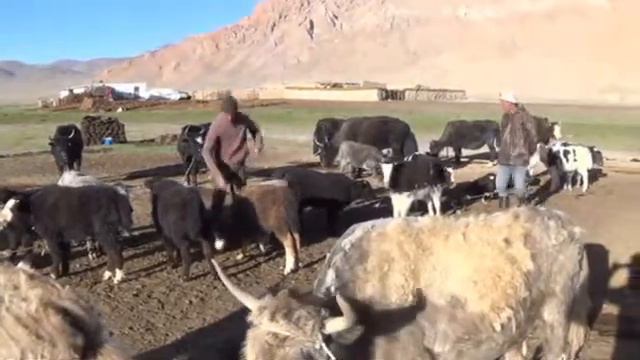 Сары кол элим .... смотреть онлайн