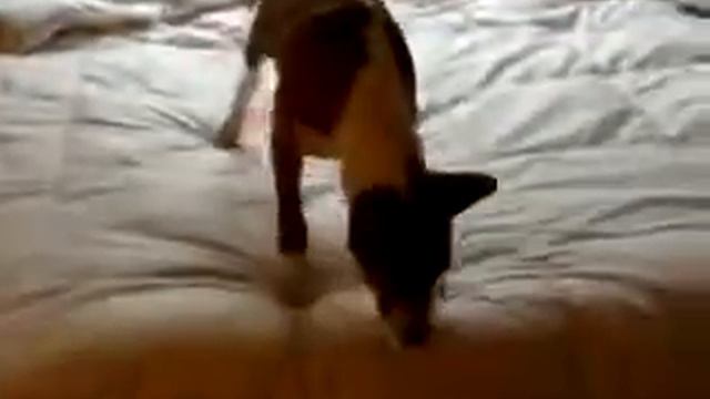 Kona Basenji 'digging' in ou смотреть онлайн