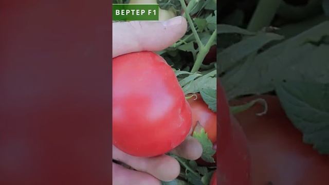 ВЕРТЕР F1 - розовый, ранний, вкусный томат - Добрые Семена.ру смотреть онлайн