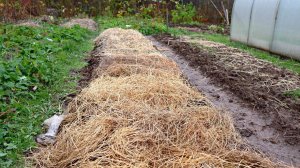 Чтобы озимый чеснок не пророс от внезапного тепла и не вымерз, сделайте так обязательно сейчас!