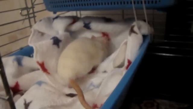 Покупки из FIX PRICE для крыс +лайфхак(5:00) смотреть онлайн