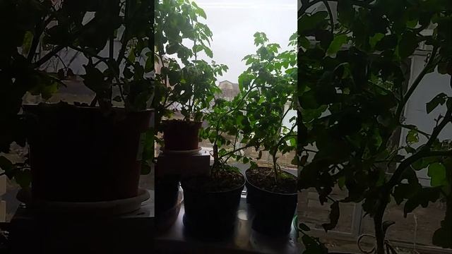 Неудачный опыт выращивания томатов. Сорт Балконное чудо. смотреть онлайн