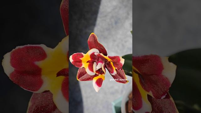 Phal. Yaphon Star Diamond ‘6602’ ⭐💎 Компактная азиатская восковая бабочка 💞 смотреть онлайн