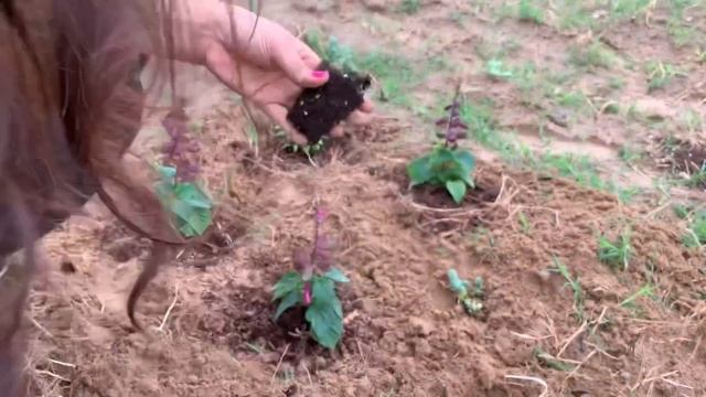 Planting In The Cottage Garden & Starting A Pumpkin Patch