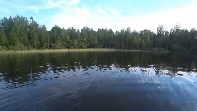 ПОДЛЕЩИК КЛЮНУЛ НА ВОБЛЕР. Рыбалка на спиннг и кружки. Рыбалка на озере Меглино. смотреть онлайн