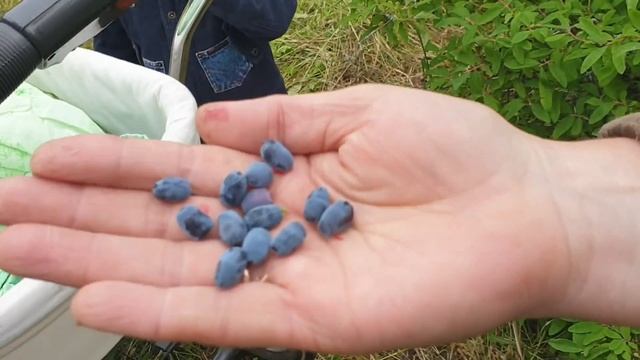 Влог/Дети помогают/Будние дни/Дети кушают свою жимолость/Кувыркается в траве смотреть онлайн