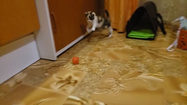 Трехцветный котенок играет с мячиком смотреть онлайн