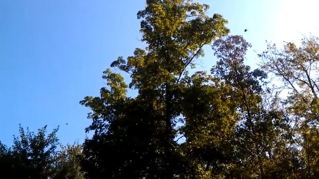 Grackle Bird Migration