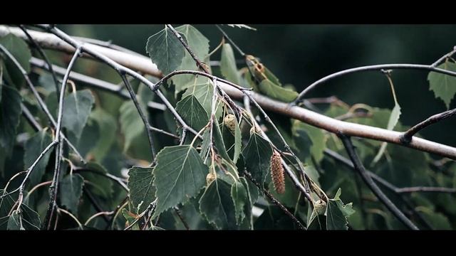 Canon 90D 1920x1080 120 fps смотреть онлайн