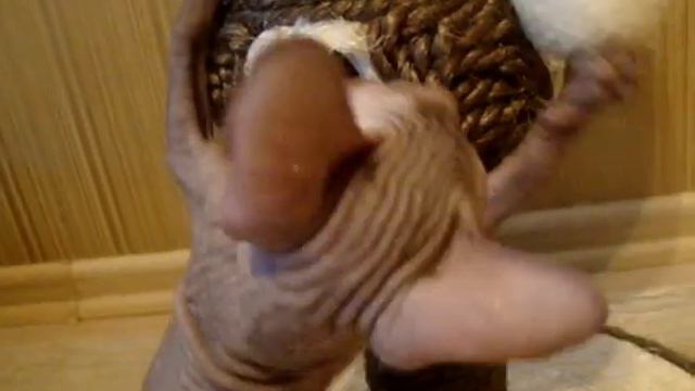 Донской сфинкс из питомника МУАР смотреть онлайн