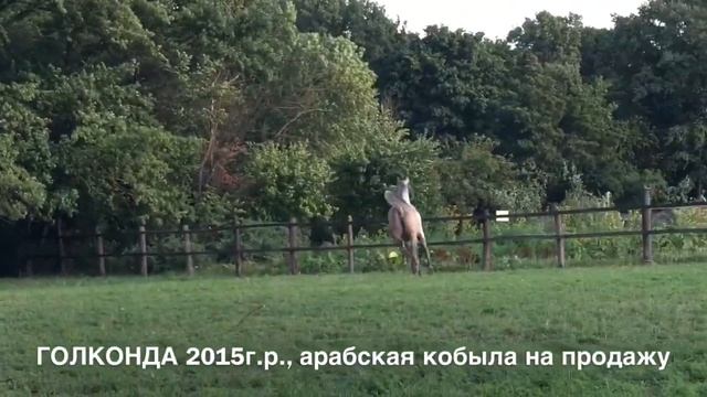 Продажа лошадей арабской породы конефермы Эквилайн, тел., WhatsApp +79883400208 (ГОЛКОНДА 2015г.р. смотреть онлайн