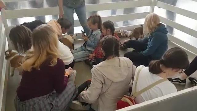 Корги в этажах... смотреть онлайн