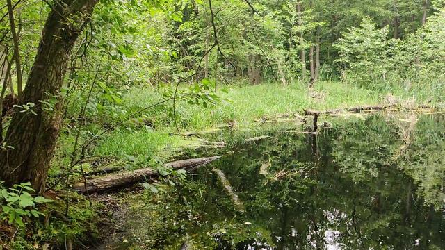озеро в лесу смотреть онлайн