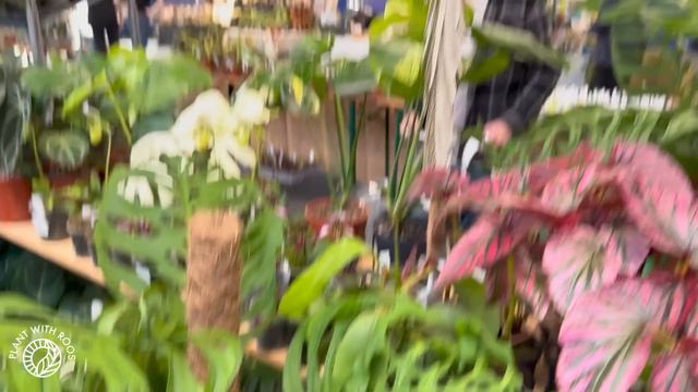 Biggest Rare Plant Market: Botanika Hamm plus HAUL | Plant with Roos смотреть онлайн