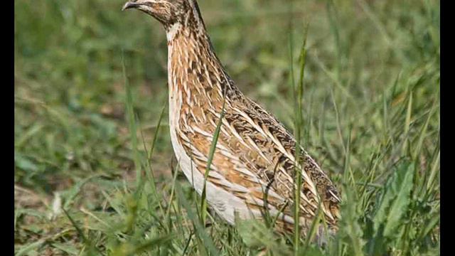 Донские просторы смотреть онлайн