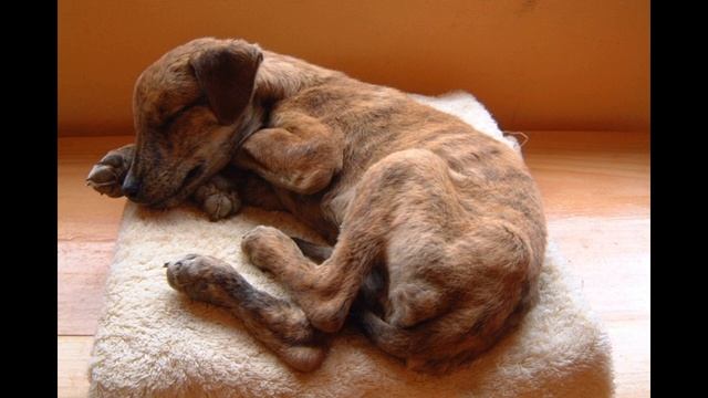 Болезнь чумка у собак:причины,симптомы,лечение. смотреть онлайн