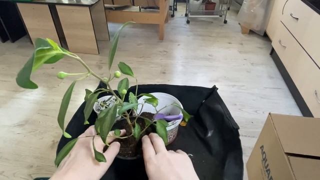 Диверсифолия вариегатная: пересадка. смотреть онлайн