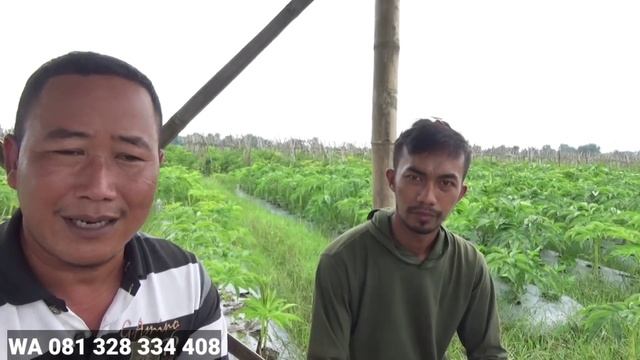 Katak Semusim Bisa Tembus 2 Kg (Petani di Boyolali) смотреть онлайн