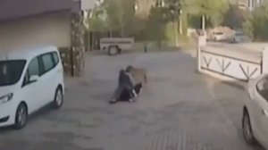 Бродячая собака напала на девочку.