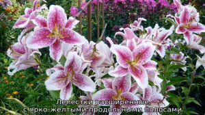 Восточные лилии