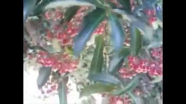 Ardisia crenata, Coralberry or "Manryo". смотреть онлайн
