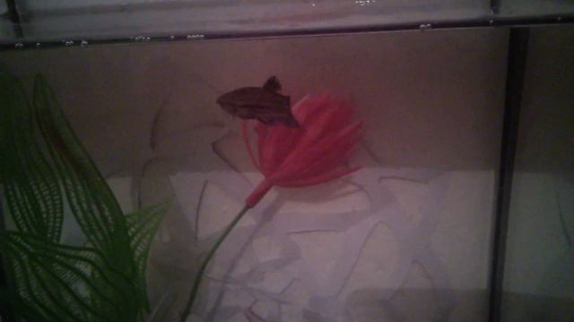 Рыбка Петушок (самка) смотреть онлайн