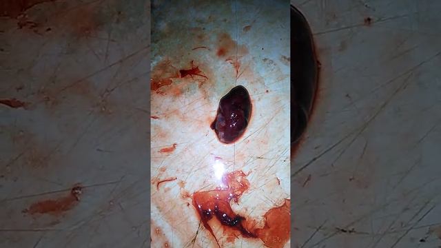 Сердце леща ,только поймали (с Волги) смотреть онлайн