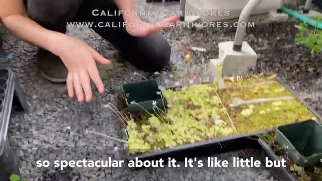 Carnivorous Houseplant Pinguicula Emarginata