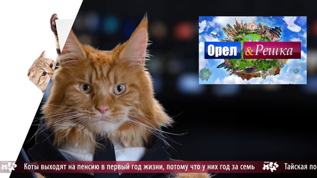 Mews News: Король Лев, Тодоренко и Топалов смотреть онлайн
