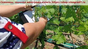 ГФ винограда  Триумф- вот это урожайность- по три соцветья на лозу и есть из чего выбрать!  Пузенко