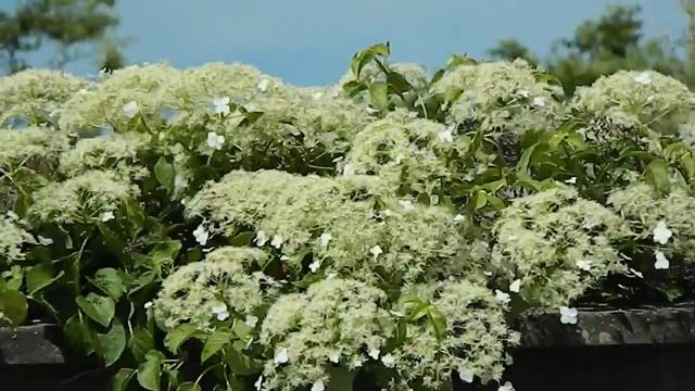 Hydrangea Anomala Subsp  Petiolaris